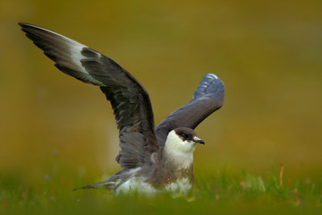 Arctic Fox, Vulpes lagopus, two young, in the nature habitat, grass meadow with flowers, Svalbard, Norway