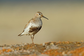 Dunlin, Calidris alpina, water bird in the nature habitat, Svalbard, Norway