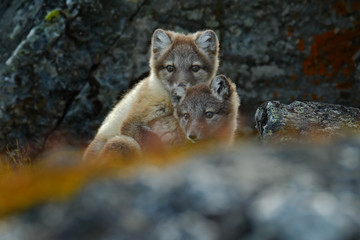 Arctic Fox, Vulpes lagopus, two young, in the nature habitat, grass meadow with flowers, Svalbard, Norway