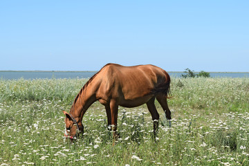 Naklejka premium The grazed horse