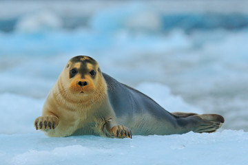 Bearded seal on blue and white ice in arctic Svalbard, with lift up fin