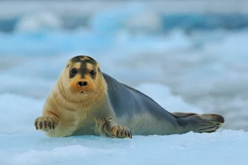 Deurstickers Baardrob Bearded seal on blue and white ice in arctic Svalbard, with lift up fin