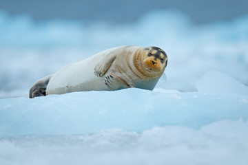 Bearded seal on blue and white ice in Arctic Finland, with lift up fin