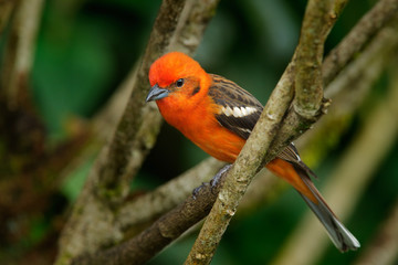 Orange bird Flame-colored Tanager, Piranga bidentata, Savegre, Costa Rica