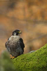  Bird of prey Peregrine Falcon sitting on the moss stone with orange autumn background