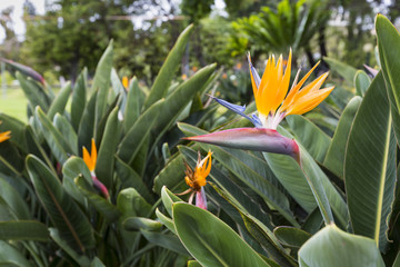 Strelitzia Reginae, a bird of paradise