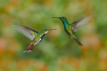 Fototapeta premium Para dwóch kolibrów Zielone mango w locie z jasnozielonym i pomarańczowym tłem kwiatowym, Rancho Naturalista, Kostaryka