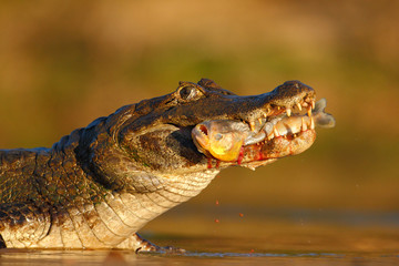 Yacare Caiman, crocodile avec poisson piranha avec soleil du soir, Pantanal, Brésil