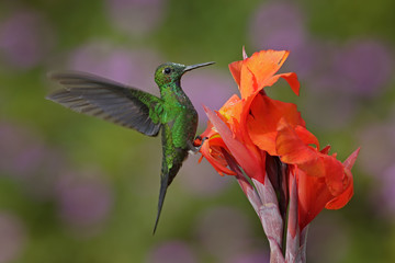 Nice hummingbird Green-crowned Brilliant , Heliodoxa jacula, flying next to beautiful orange flower with ping flowers in the background, La Paz, Costa Rica