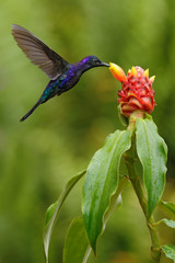 Dark blue hummingbird Violet Sabrewing from Costa Rica flying next to beautiful red flower