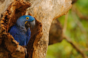 Big blue parrot Hyacinth Macaw, Anodorhynchus hyacinthinus, in tree nest cavity, Pantanal, Brazil, South America © ondrejprosicky