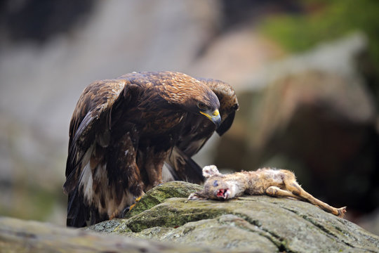 Golden Eagle, Aquila chrysaetos, feeding on kill Deer in the rock stone mountains