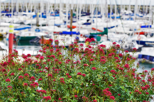 Blumen am Yachthafen von Howth in Irland