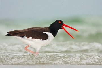 American Oystercatcher, Haematopus palliatus, water bird in the wave, with open red bill, Florida, USA