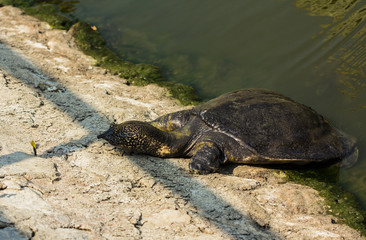 snapping turtle in pond