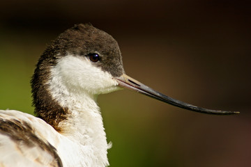 Black and white wader bird Pied Avocet, Recurvirostra avosetta, portrait of bird with curved bill,...