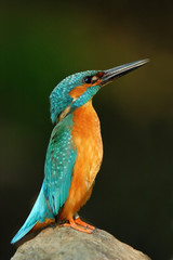 Kingfisher, blue and orange bird sitting on the stone in the river