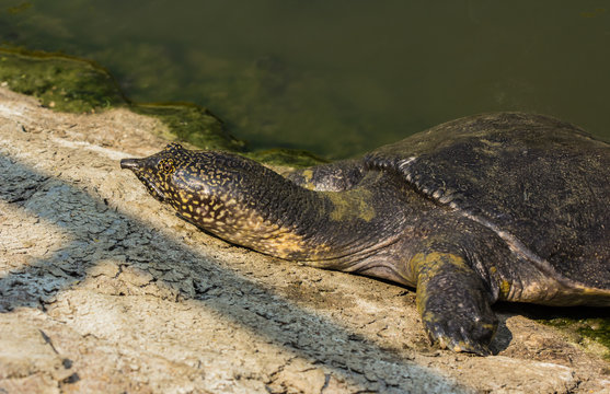 snapping turtle in pond