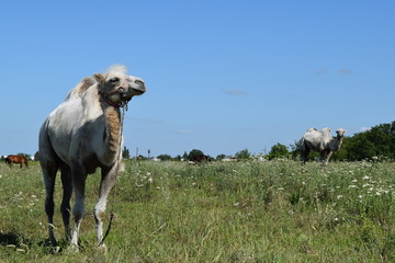 Obraz premium Camel on a pasture