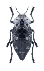 Beetle metallic wood borer Capnodis indica