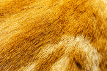 Red Cat Fur Texture