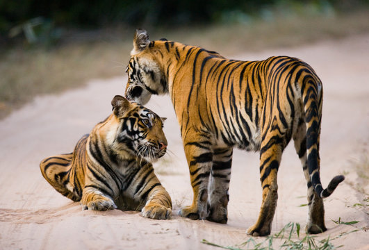 Two Bengal tiger on the road in the jungle. India. Bandhavgarh National Park. Madhya Pradesh. An excellent illustration.