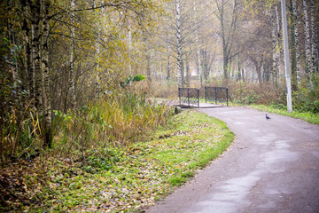 Fototapeta premium Trees in Autumn Park