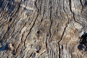 Background with cracks of a dry trunk
