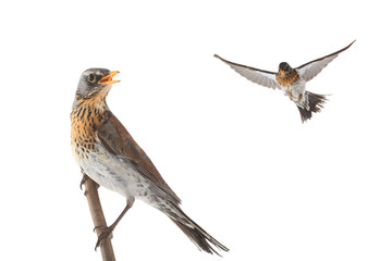 portrait thrush