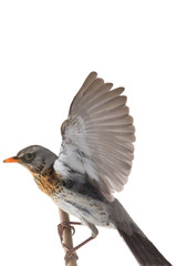 portrait thrush