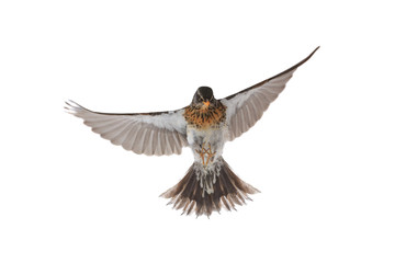 portrait thrush