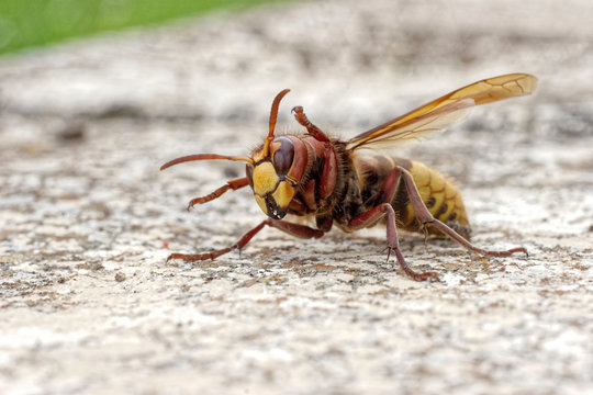 Frelon commun europ&eacute;en, Vespa crabro, European Hornet