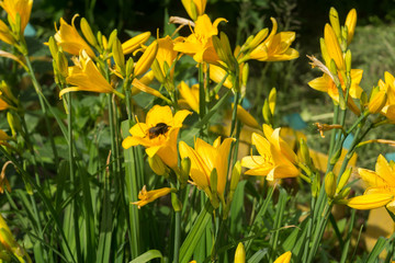Obraz premium Yellow Lily in the Garden
