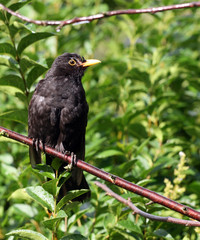 Blackbird