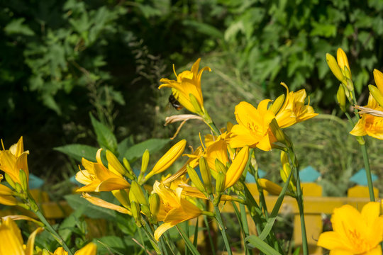 Yellow Lily in the Garden