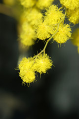 Yellow acacia