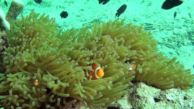 Colorful orange-ringed clownfish in tropical coral reef of Indonesia
