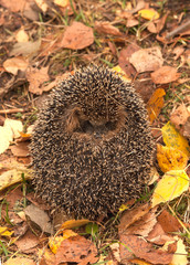 Small young hedgehog in a grass © nord30