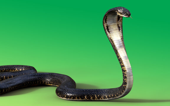 3d King cobra snake isolated on green background