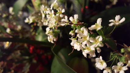 Chinese New Year flower bouquet 13