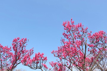 青空と紅梅