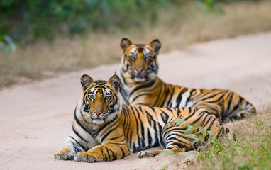 Fototapeta na wymiar Two Bengal tiger lying on the road in the jungle. India. Bandhavgarh National Park. Madhya Pradesh. An excellent illustration.