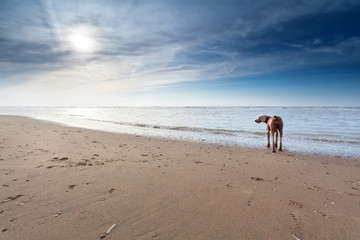 dog on sand beach in sunshine
