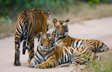 Group of wild tigers on the road. India. Bandhavgarh National Park. Madhya Pradesh. An excellent illustration.