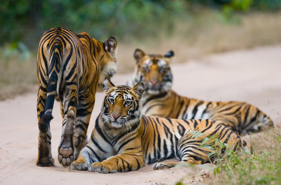 Group of wild tigers on the road. India. Bandhavgarh National Park. Madhya Pradesh. An excellent illustration.