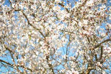 Spring Cherry blossoms, pink flowers.
