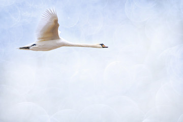 Naklejka premium fliegender Schwan