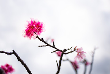 Cherry, Taiwan cherry, landscape. Okinawa, Japan, Asia.