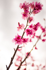 Cherry, Taiwan cherry, landscape. Okinawa, Japan, Asia.