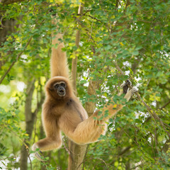 White Cheeked Gibbon
